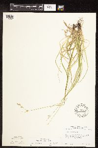 Carex deweyana image