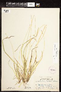 Carex deweyana image