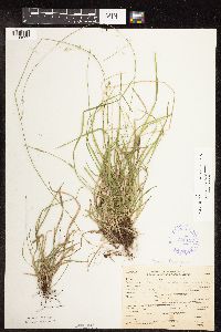 Carex deweyana image