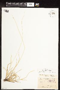 Carex deweyana image