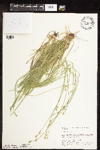 Carex deweyana image