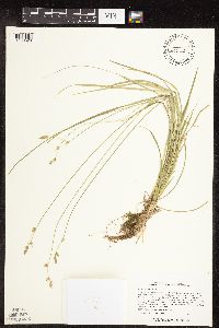 Carex deweyana image