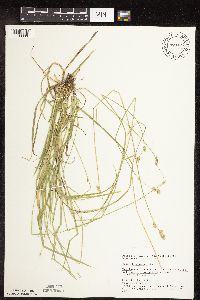 Carex deweyana image