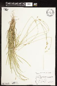 Carex deweyana image