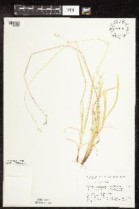 Carex deweyana image