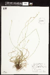 Carex deweyana image