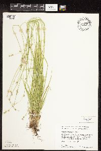 Carex deweyana image