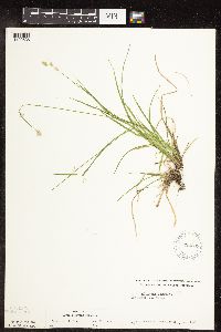 Carex deweyana image
