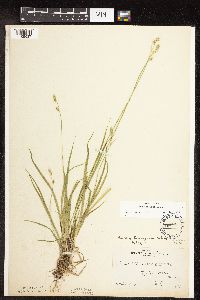Carex deweyana image