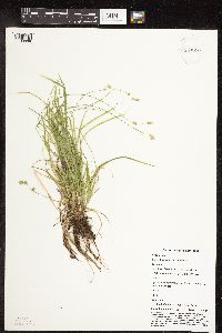 Carex deweyana image