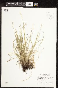 Carex deweyana image