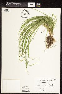 Carex deweyana image