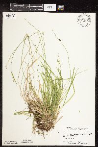 Carex deweyana image