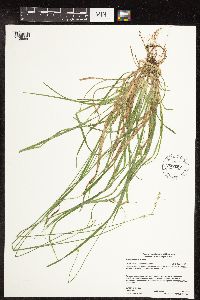 Carex deweyana image