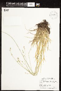 Carex deweyana image