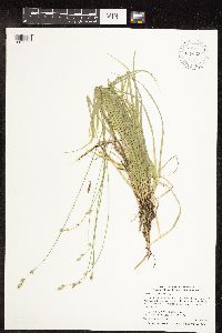 Carex deweyana image