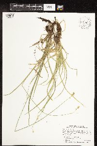 Carex deweyana image