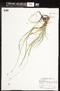 Carex deweyana image
