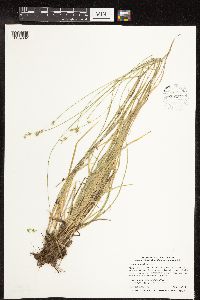 Carex deweyana image