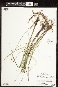 Thumbnail image of current specimen