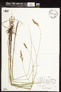Carex diandra image