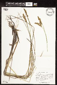 Carex diandra image
