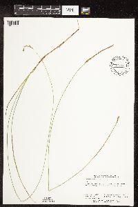 Carex diandra image