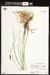 Carex diandra image