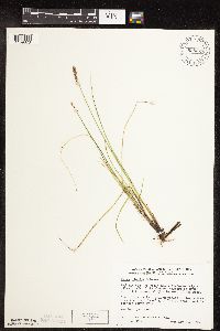 Carex diandra image