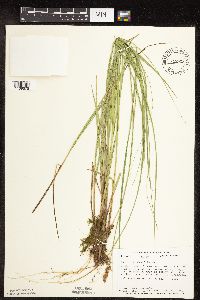 thumbnail image of current specimen
