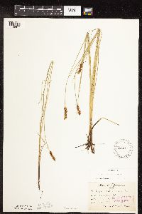 Carex diandra image
