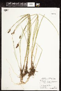 Carex diandra image