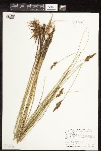 Carex diandra image
