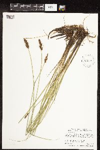 Carex diandra image