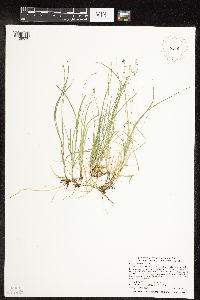 Carex disperma image