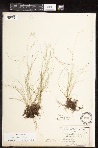Carex disperma image