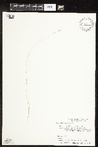Carex disperma image