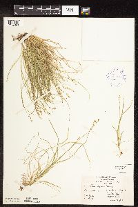 Carex disperma image
