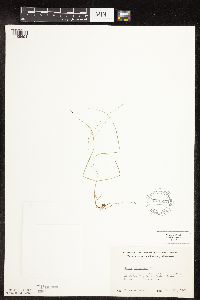 Carex disperma image