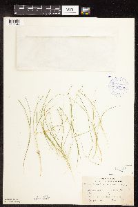 Carex disperma image