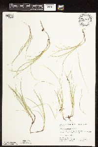 Carex disperma image