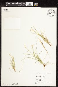Carex disperma image