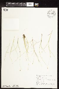 Carex disperma image