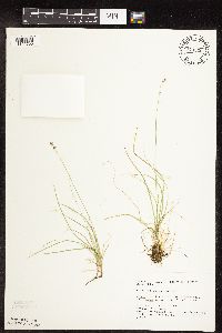 Carex disperma image