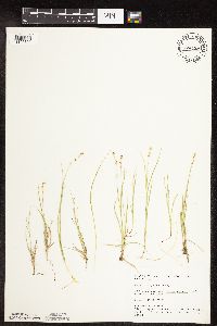 Carex disperma image