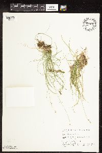 Carex disperma image