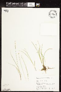 Carex disperma image