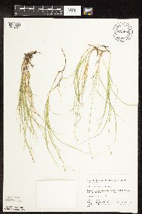 Carex disperma image
