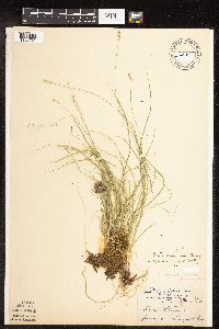 Carex disperma image