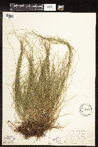 Carex disperma image